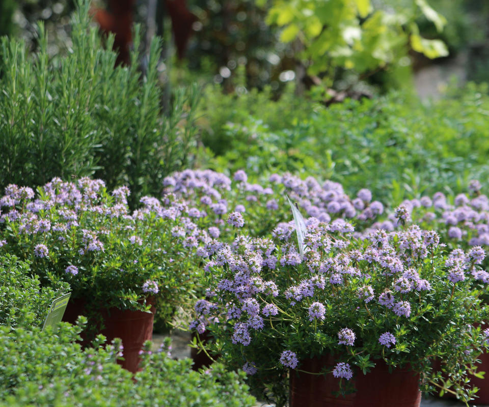 Mediterranean herb garden