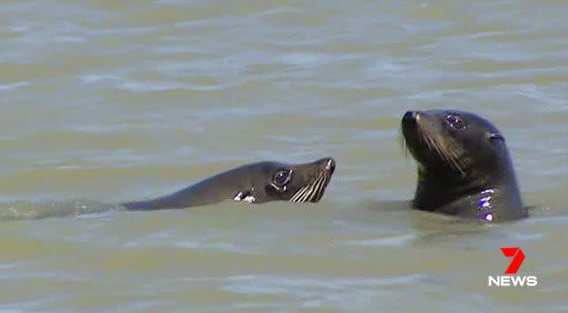 A fur seal, similar to these pictured, attacked surfers at Shelly Beach on Sunday afternoon, leaving a man in hospital. Picture Yahoo7