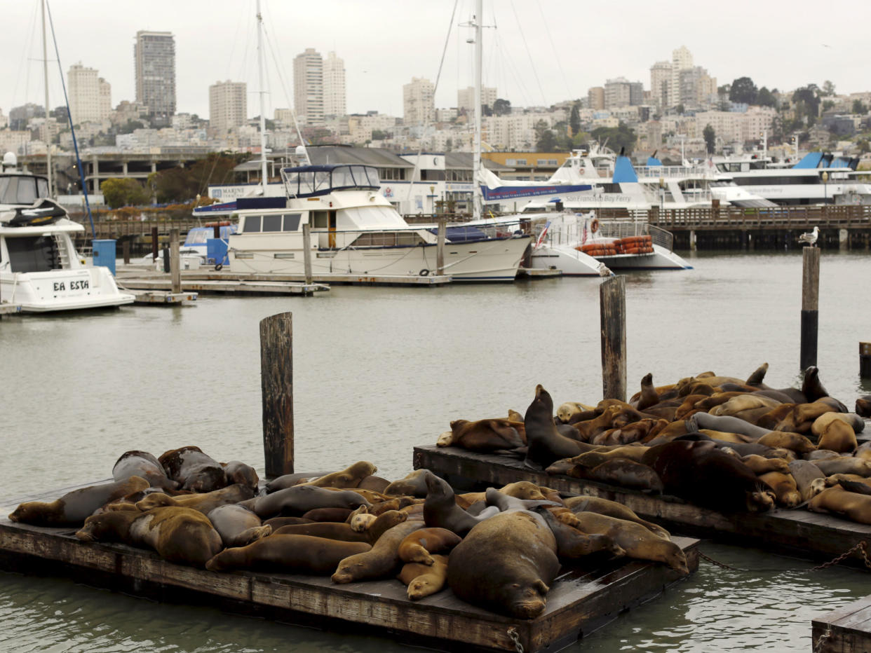 A view of Pier 39 in San Francisco, which the former Marine allegedly targeted because ‘he had been there before and knew that it was a heavily crowded area’: Reuters
