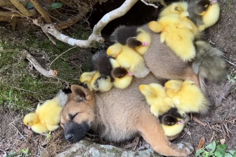 ▲中國網友在家中茶園飼養多種動物，其中就有狗與鴨子。（圖／抖音：桔桔的茶園小動物）