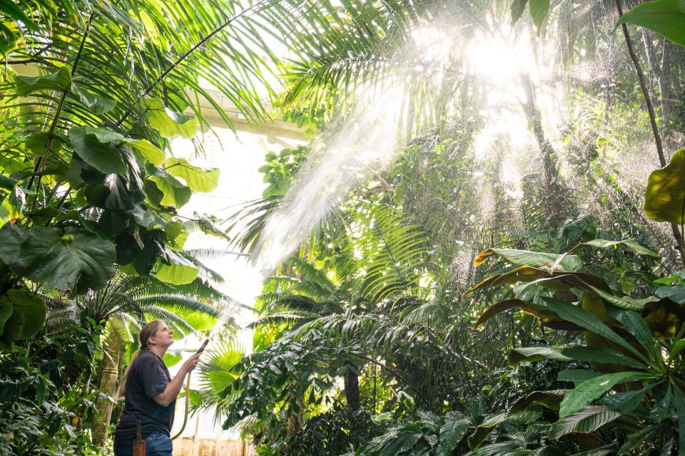 Kew Diploma student Elizabeth Mansfield waters the plants in the Palm House on Monday (PA)