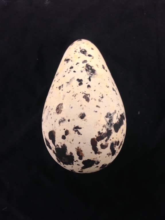 The bottom-heavy egg of the thick-billed murre.