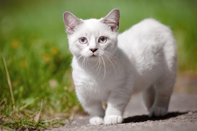 10 Cats with Big Ears Just Too Cute for Words!