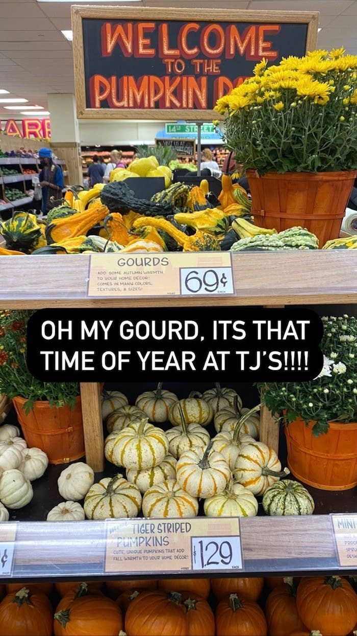 A shelf of gourds and pumpkins at Trader Joe's.