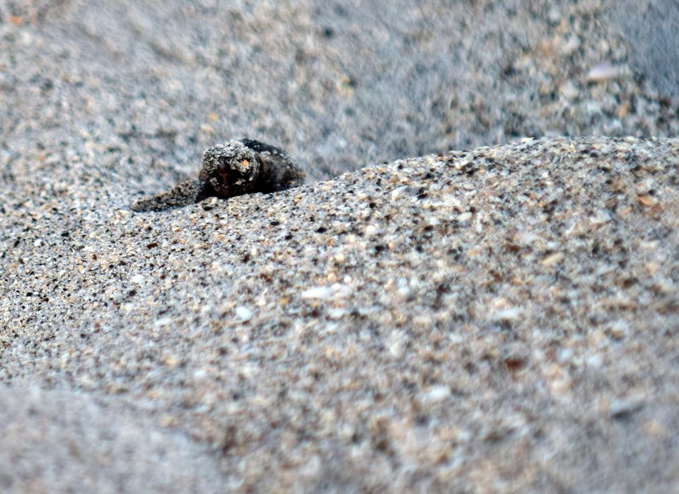 A loggerhead sea turtle hatchlings makes its way to the Gulf of Mexico after it was freed from its nest at Stump Pass State Park Beach in July 2019.