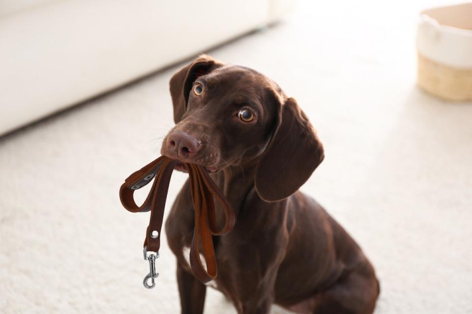 Tips for choosing the best leash for your dog. <p>New Africa/Shutterstock</p>