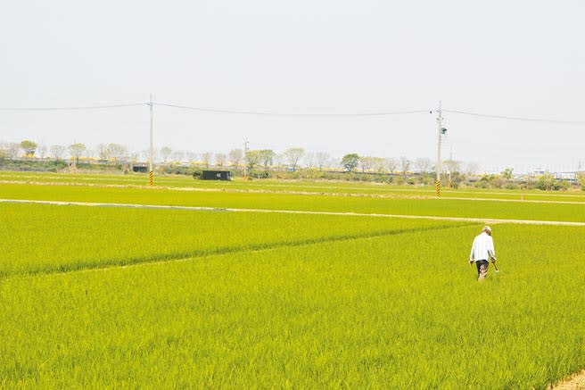 台南市水情持續吃緊，嘉南平原明年一期稻作停灌休耕成定局。（本報資料照片）