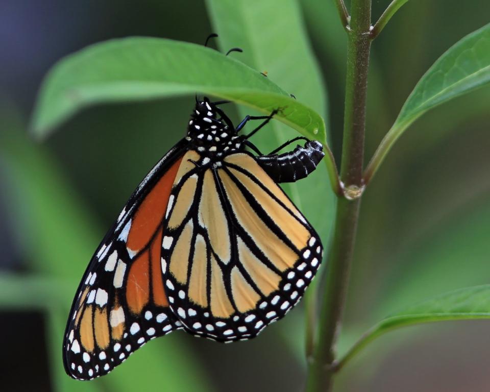 A monarch butterfly lays an egg on a milkweed plant. Image provided from the South Carolina Wildlife Federation's annual photo contest.