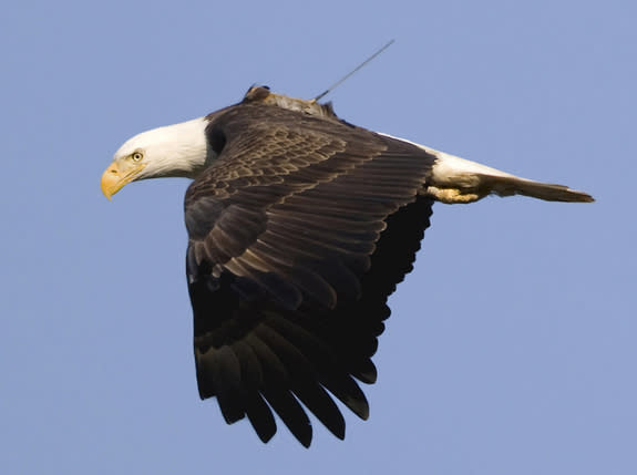 Even bearing a solar-powered tracking device, this adult bald eagle has no trouble flying like, well, an eagle.