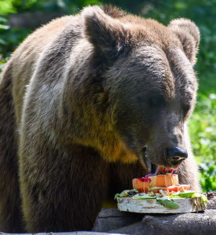 <p>BARENWALD Muritz/FOUR PAWS</p> Bear Dasha eating Beary Tartare