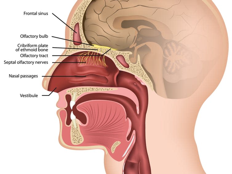 <span class="caption">Location of the olfactory bulb.</span> <span class="attribution"><a class="link " href="https://www.shutterstock.com/image-vector/olfactory-nerve-medical-vector-illustration-on-1310201128" rel="nofollow noopener" target="_blank" data-ylk="slk:medicalstocks/Shutterstock;elm:context_link;itc:0;sec:content-canvas">medicalstocks/Shutterstock</a></span>