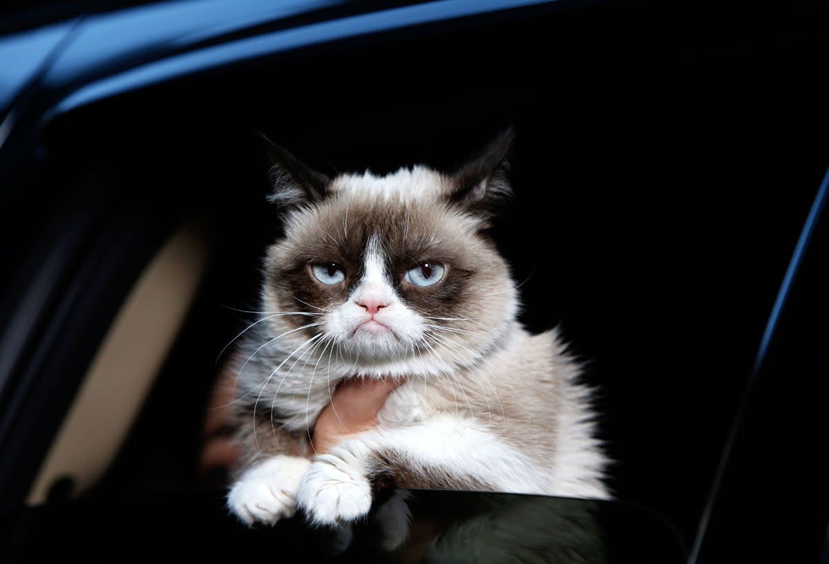 'Grumpy Cat', aka Tardar Sauce, would probably ignore you too. (REX/Dan Callister)