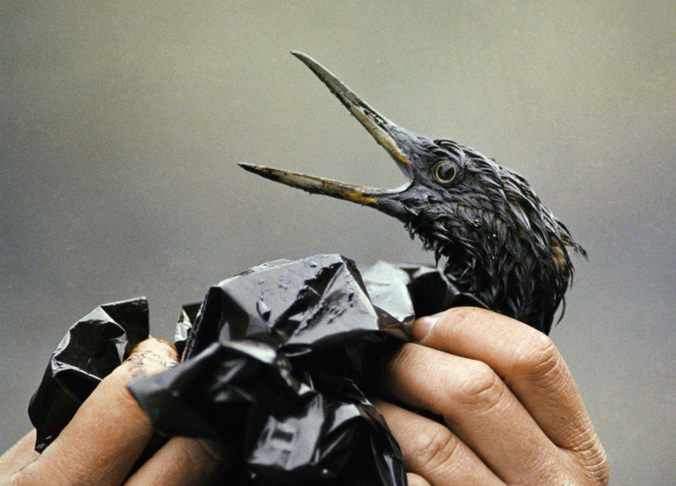 FILE - In this April 1989, file photo, an oil covered bird is examined on an island in Prince William Sound, Alaska, after the Exxon Valdez spill. Thirty years after the supertanker Exxon Valdez hit a reef and spilled about 11 million gallons of oil in Prince William Sound, the state of Alaska is looking whether to change its requirements for oil spill prevention and response plans, a move that one conservationist says could lead to a watering down of environmental regulations. (AP Photo/Jack Smith, File)
