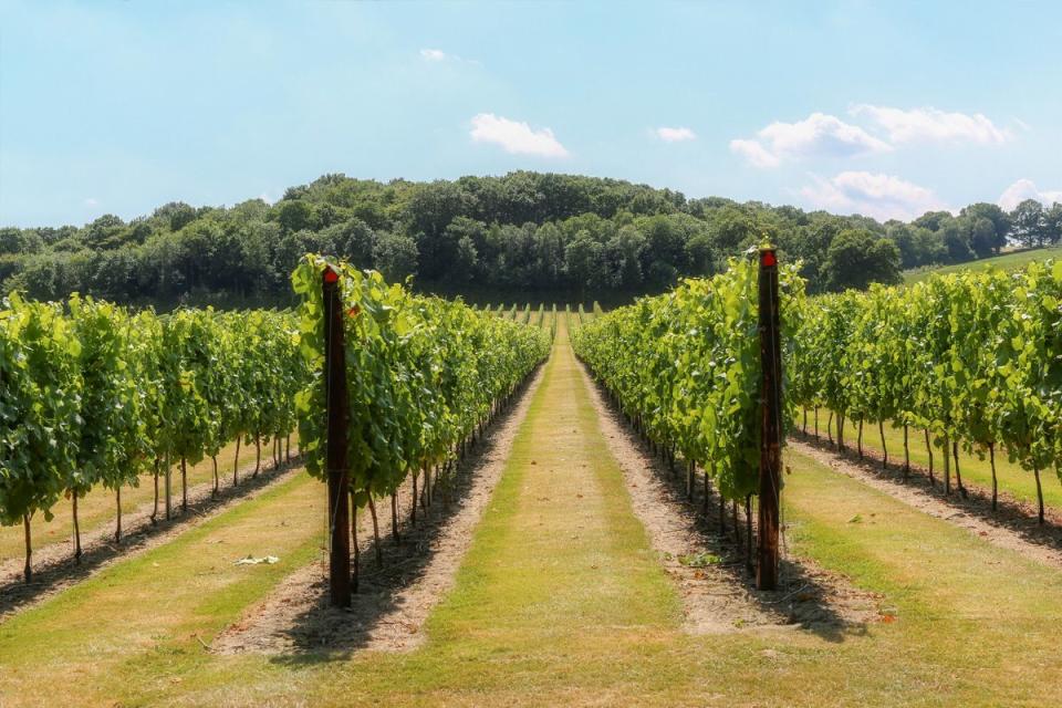 11) Sip English wines in Kent