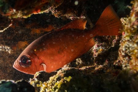 The Wider Image: The race to save the coral of the Caribbean