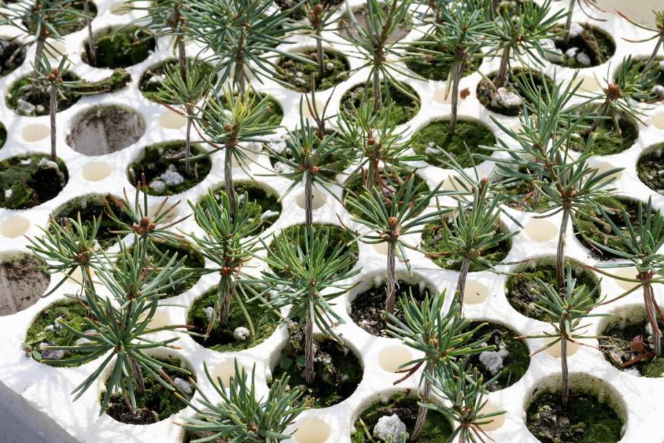 White fir seedlings grow at the Lewis A. Moran Reforestation Center in Davis last month. Paul Kitagaki Jr./pkitagaki@sacbee.com