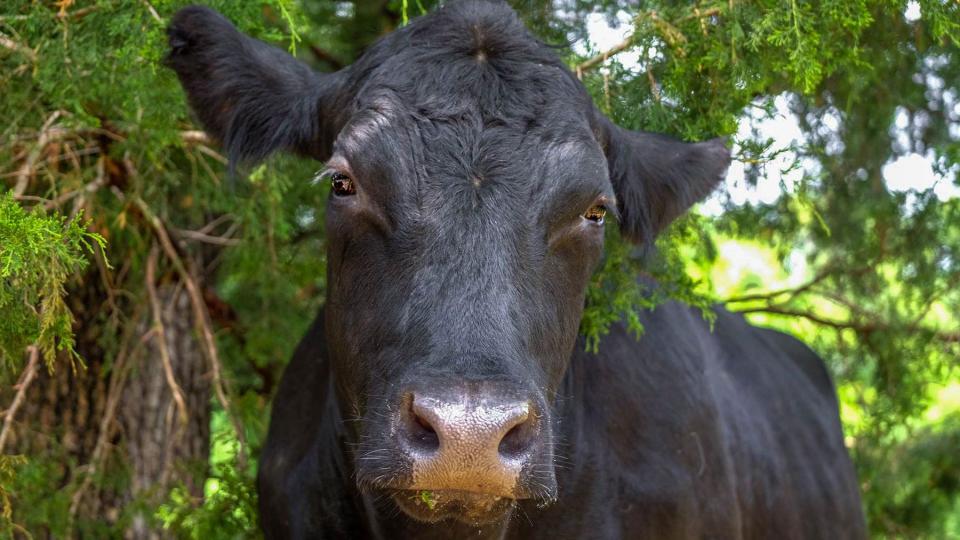 A sweet looking black cow at The Gentle Barn, named Johnny Cash