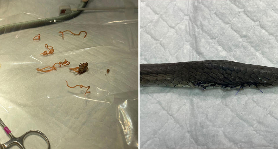 The snake following the surgery.