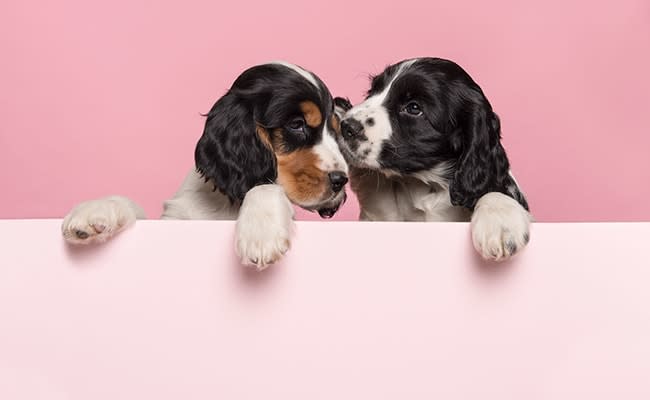 puppy-spaniels