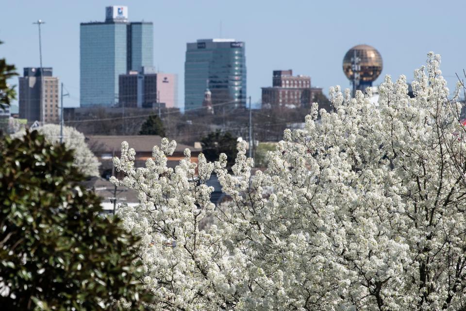 Bradford pear trees are in bloom all around Knoxville.