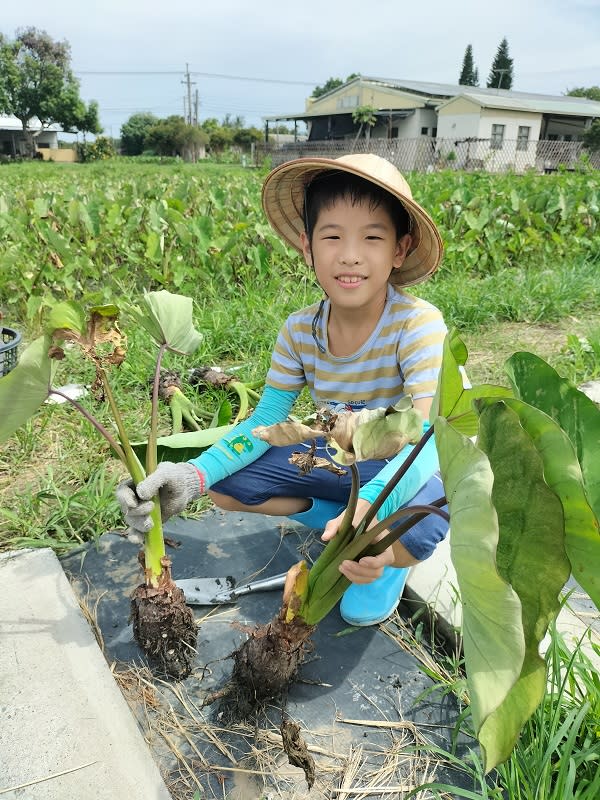 ▲ 林內教芋部支持地產地消、減少食物碳里程，徹底實踐「芋」教於樂的食農教育精神。