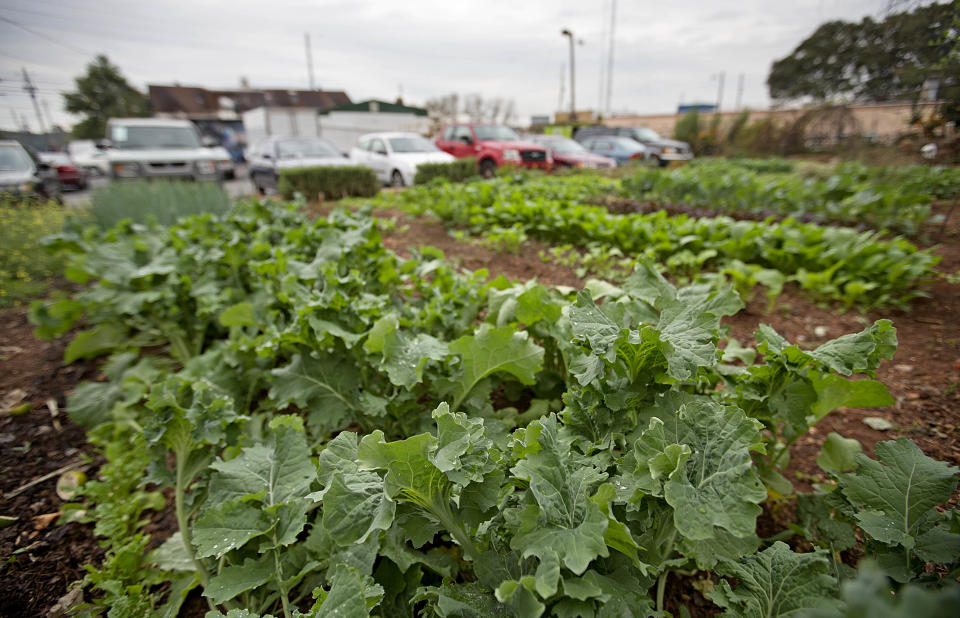 An organic garden sits behind the Home grown restaurant, Tuesday, Oct. 22, 2013, in Atlanta. Home grown offers locally sourced Southern dishes for breakfast and lunch in a quirky, no-frills setting that feels comfortable no matter who you are. (AP Photo/David Goldman) (AP Photo/David Goldman)