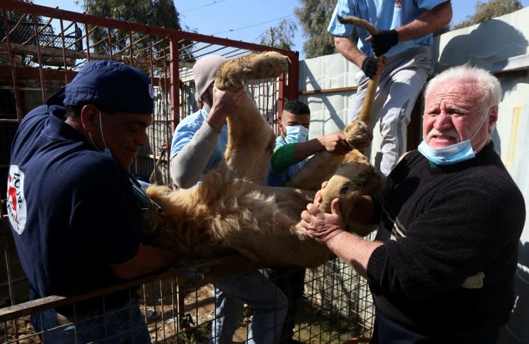 Veterinary team leader at the international animal welfare charity "Four Paws" Amir Khalil (L) gives treatment to Simba the lion that was abandoned at the Muntazah al-Nour zoo in eastern Mosul on February 21, 2017