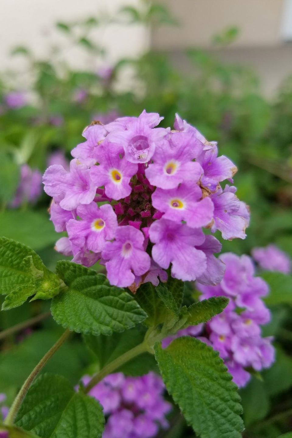 flower meanings, verbena 