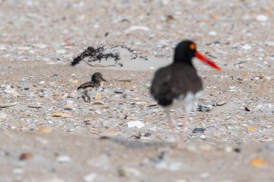 An oystercatcher chick follows its parent around the beach on North Carolina’s Outer Banks. The National Park Service says it’s learning how to find food.