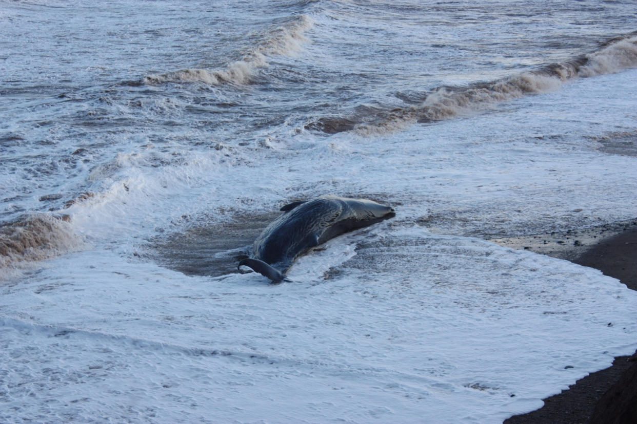 One of group of ten sperm whales which have been beached on a stretch of coastline between the villages of Tunstall and Withernsea in East Yorkshire.