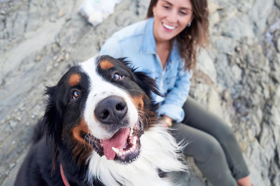 bernese mountain dog smiling at the camera sitting with woman on rocks