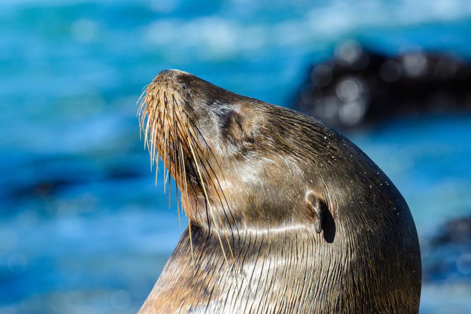 A sea lion in San Cristobal Island in the Galápagos Islands - Credit: AP