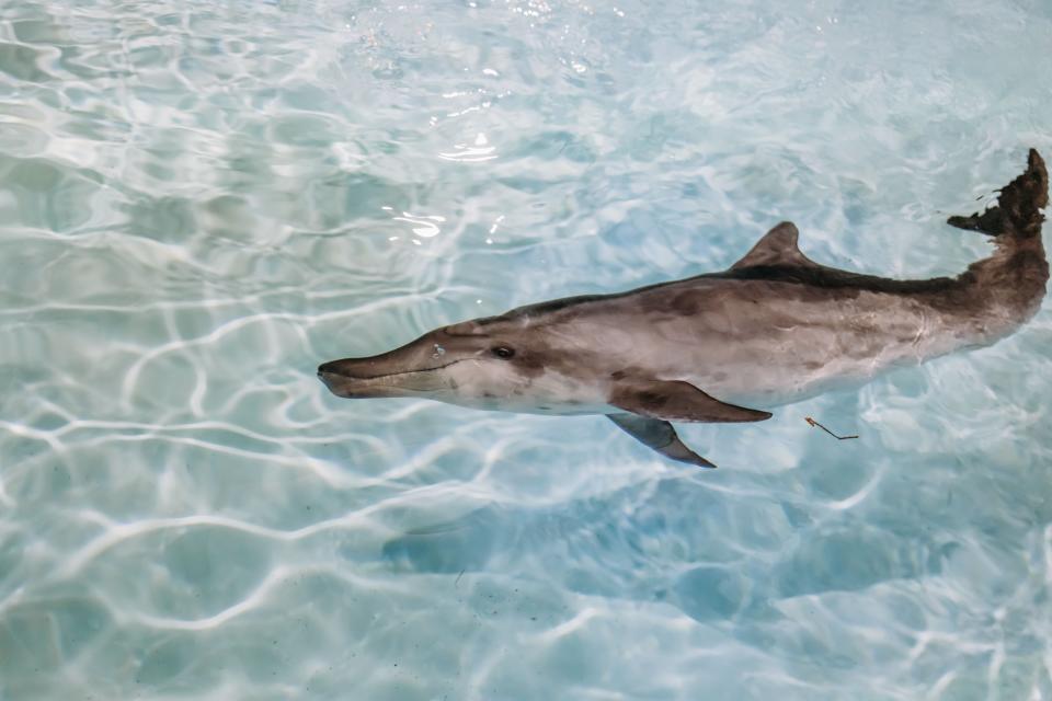 Officials said a dolphin is recovering at a Florida aquarium after being found stranded off the coast last week.