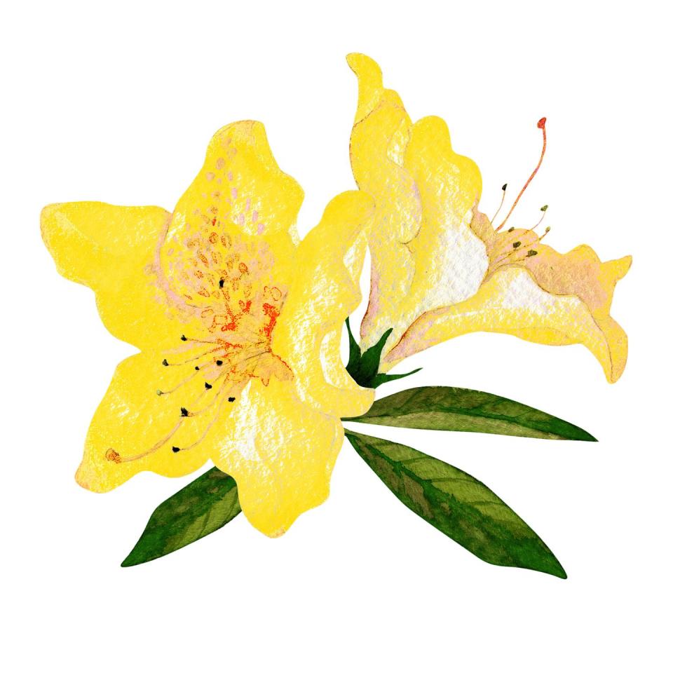 Azaleas