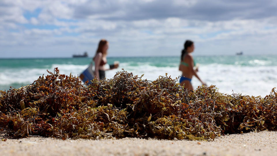 Beachgoers walk past seaweed.