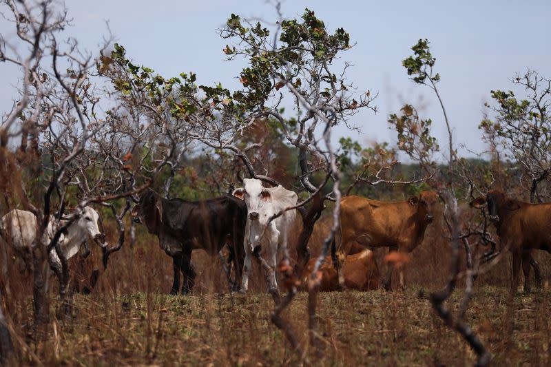 Foto de archivo. Vacas pastan en un terreno deforestado en las llanuras del Yarí, en Caquetá