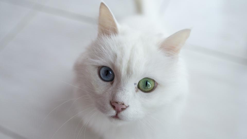 9. Turkish Angora