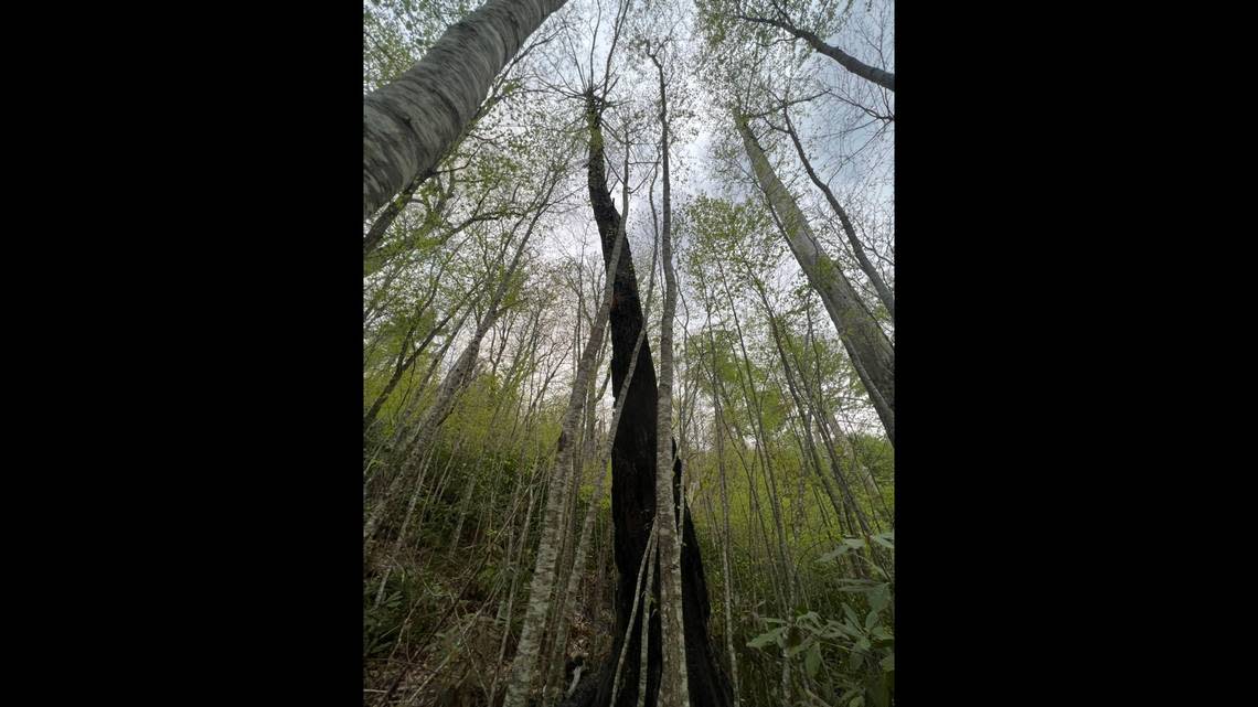 The source of ignition for the fire was this tree, struck by lightning during an April 22 storm, officials say.