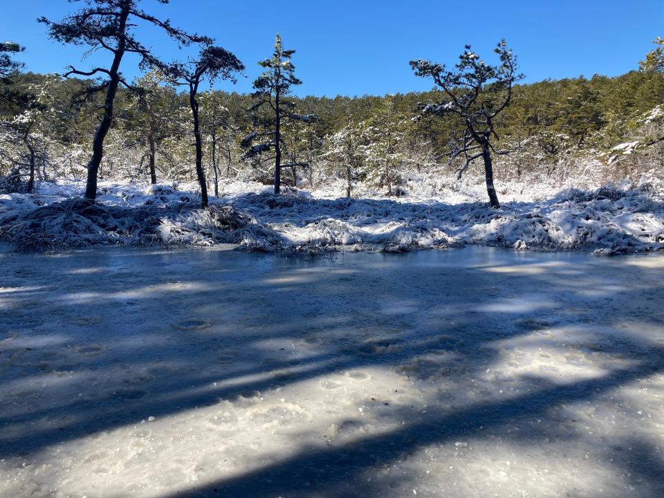 The mysterious Featherbed Swamp, a quaking bog in the Cape Cod National Seashore woods off Collins Road in Truro.