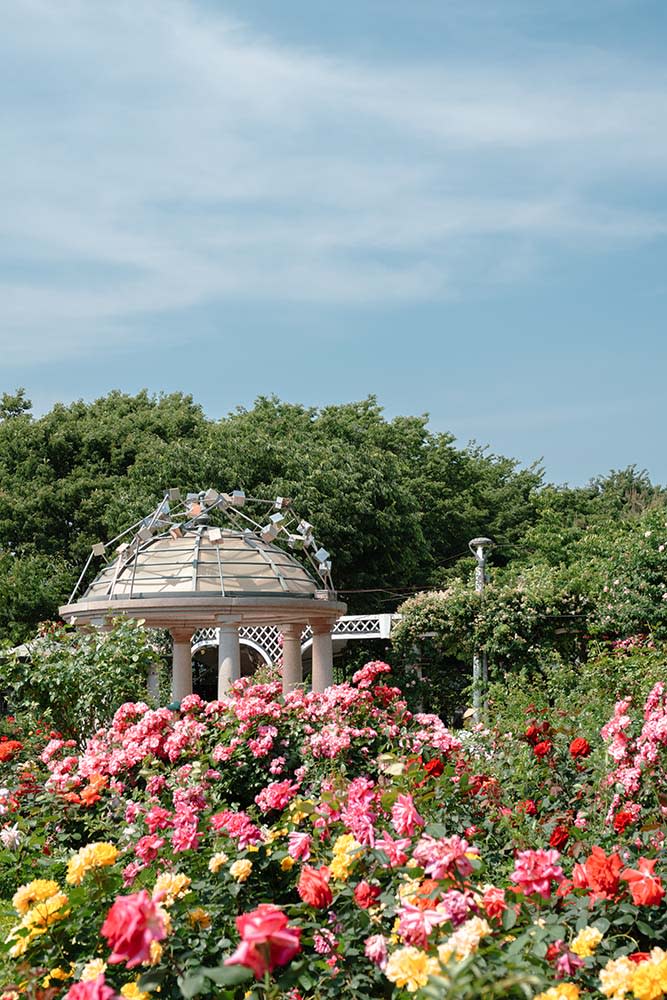 中浪玫瑰花園（Image Source : Getty Creative）