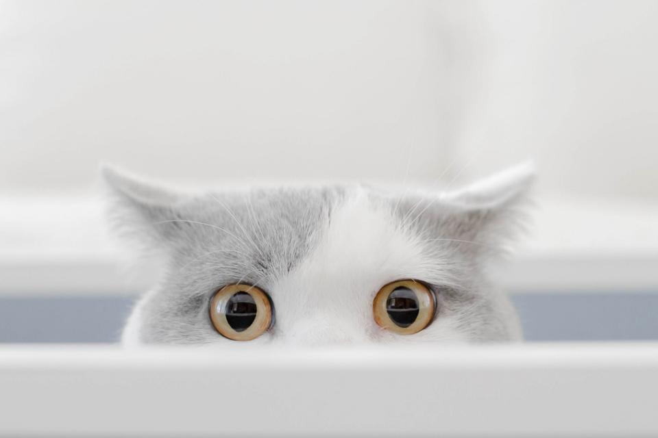 cat with wide eyes peeking over an edge