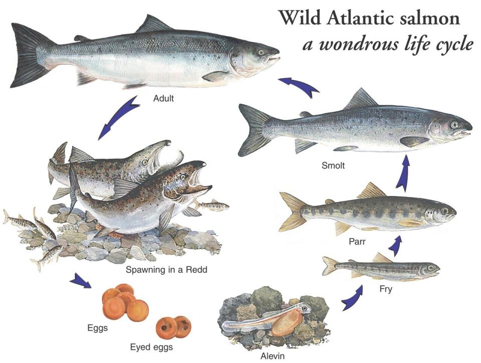 Like many Canadian kids, Hawkins learned something of the salmon life cycle in school, where wall posters showed life progressing from eggs in a riverbed, to parr, then smolt that go out to the ocean and adult salmon that return to the same river, two to four years later. Atlantic salmon enter rivers in eastern Canada in spring and early summer. They spawn in fall. Young fish migrate out to the ocean in May.