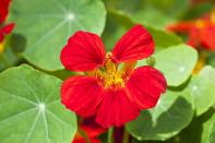 <p>Nasturtium flowers have a surprisingly lively peppery taste. As well as using the flowers in salads or as a really attractive garnish, the young leaves may also be eaten. </p><p><strong>Cooking tip:</strong> Flowers can also be used to flavour salad dressings.</p>