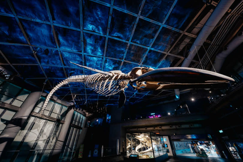 海生館全新常設展「巨鯨之路」重現藍鯨下潛姿態。（圖／屏東海生館提供）