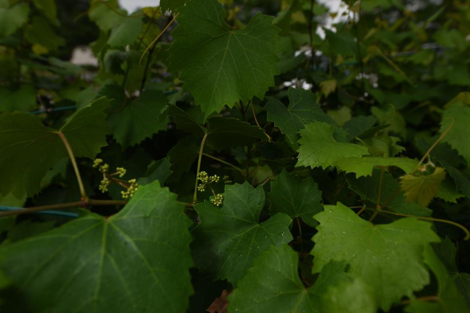 Muscadine grapes begin to grow at Vineyard Giving Farm on Monday, May 6, 2024.