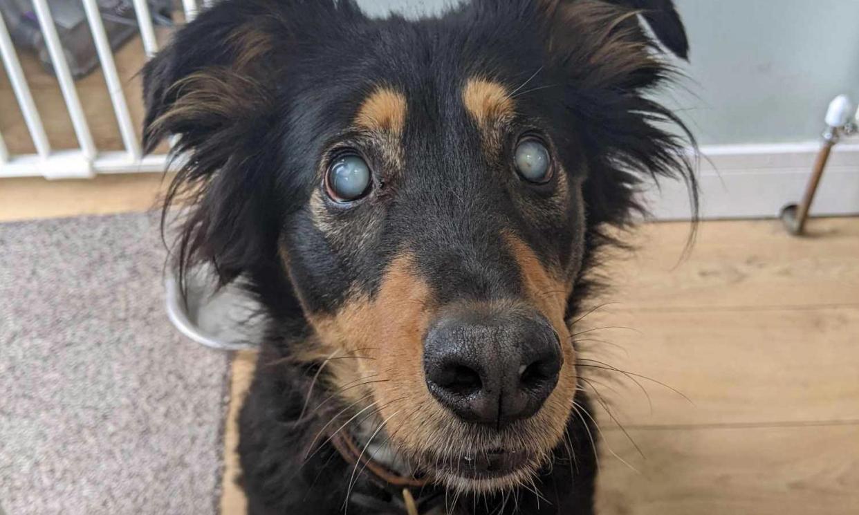 <span>Shola the English shepherd has PRA, which causes the light-sensitive cells at the back of the eye to deteriorate.</span><span>Photograph: John Coombs</span>