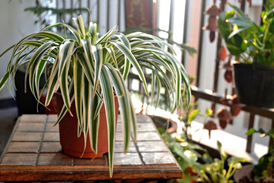 low light houseplants spider plant