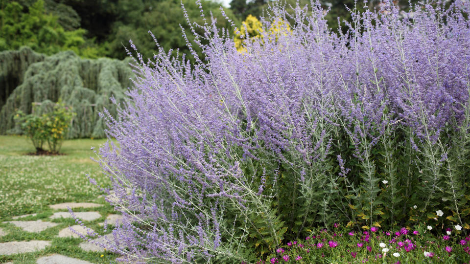 Russian Sage