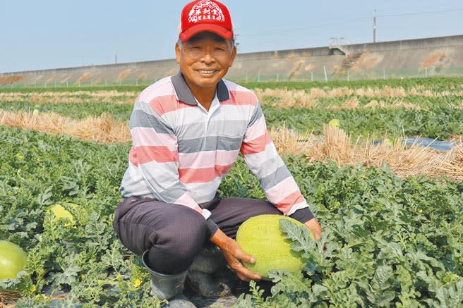 嘉義縣鹿草鄉瓜農林錫宗說，雖然乾旱造成西瓜「瘦了一圈」，不過有利甜度加倍。（張毓翎攝）