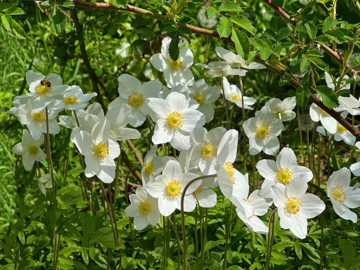 white flowers anemone sylvestris, snowdrop anemone, windflowers